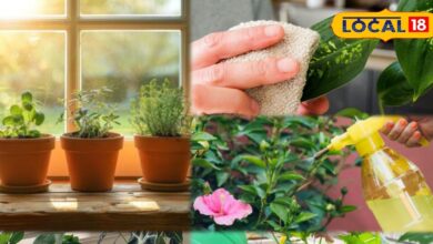 Winter Plant Care | Indoor Plants Tips | Cold Weather Gardening | Winter Houseplant Care | Green Home Plants | Winter Gardening Formula