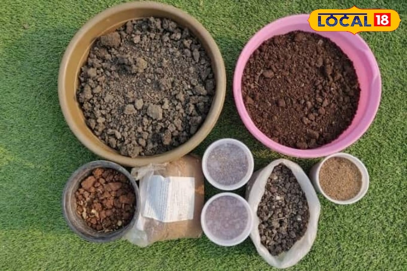 बालकनी या छत पर चेरी उगाएं और हर सीजन मीठे फल पाएं.