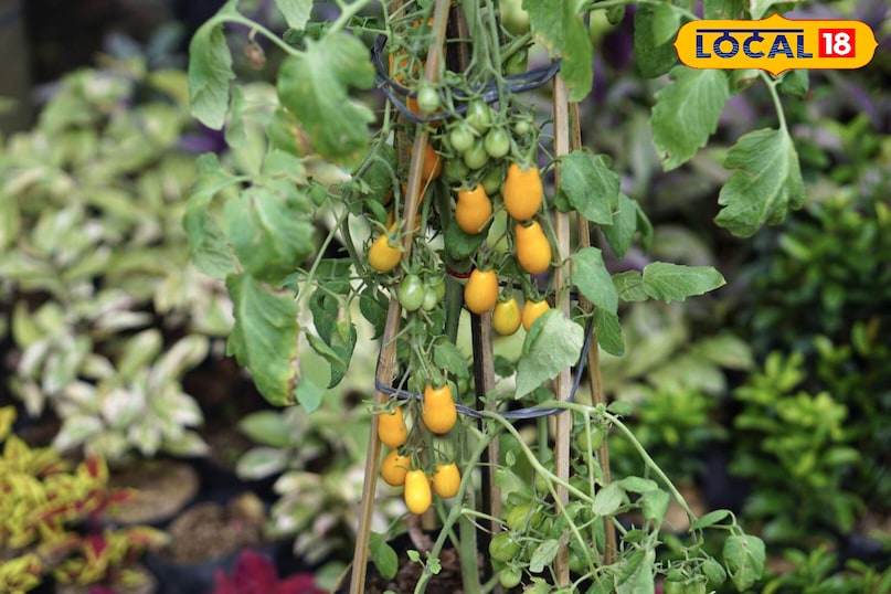 बालकनी या छत पर चेरी उगाएं और हर सीजन मीठे फल पाएं.