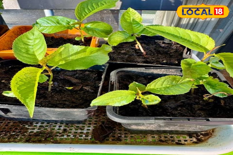 बालकनी या छत पर चेरी उगाएं और हर सीजन मीठे फल पाएं.