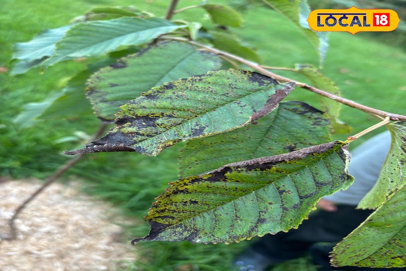 बालकनी या छत पर चेरी उगाएं और हर सीजन मीठे फल पाएं.