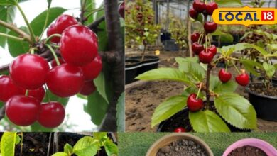 बालकनी या छत पर चेरी उगाएं – Grow Cherry at Home Balcony/ Terrace