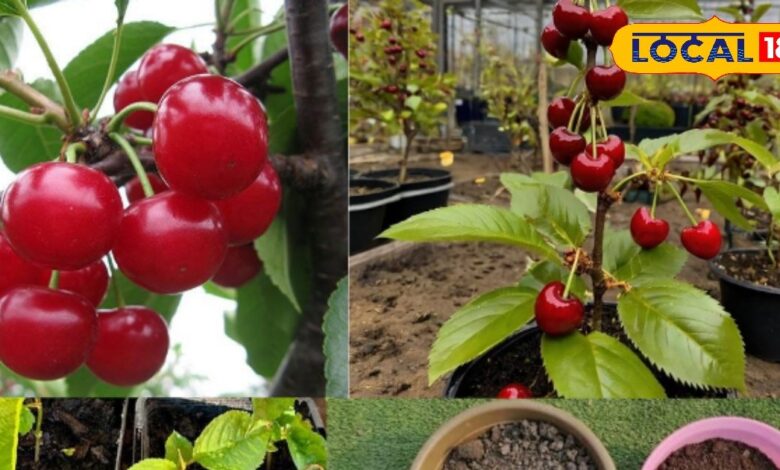 बालकनी या छत पर चेरी उगाएं – Grow Cherry at Home Balcony/ Terrace