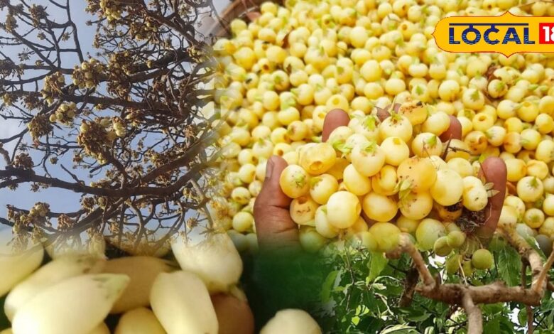 हेल्थ टिप्स: यह पेड़ है सेहत का खजाना! पत्तों से लेकर फूलों तक में भरे हैं औषधीय गुण, कई रोगों में देता है राहत - Rajasthan News