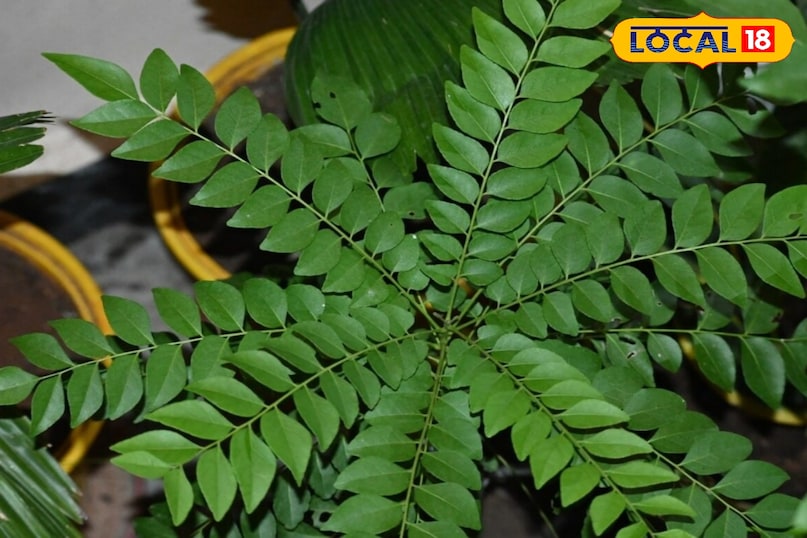 मीठा नीम मीठा नीम