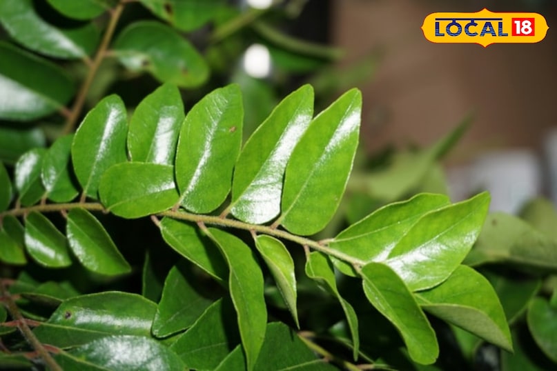 मीठा नीम मीठा नीम