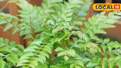 Sweet Neem Benefits | Meetha Neem Planting Tips | Kitchen Garden Ayurvedic Plants | Diabetes Natural Remedy | Weight Loss Herbal Plant