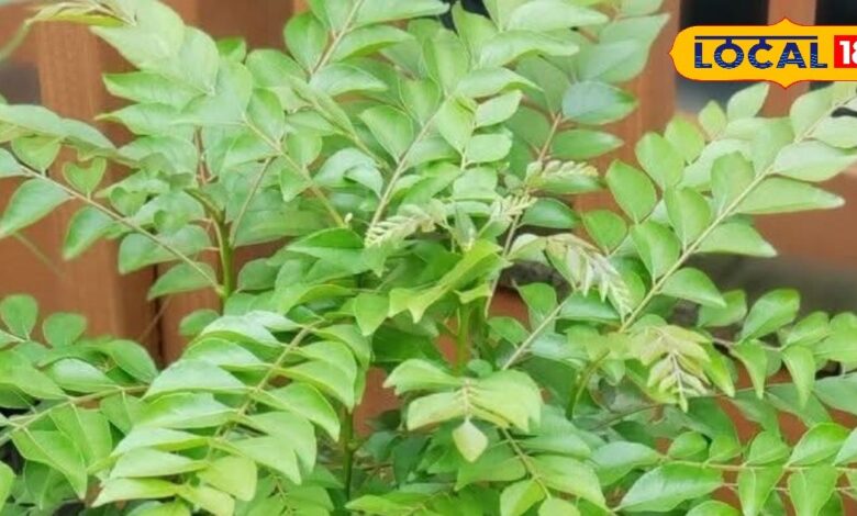 Sweet Neem Benefits | Meetha Neem Planting Tips | Kitchen Garden Ayurvedic Plants | Diabetes Natural Remedy | Weight Loss Herbal Plant