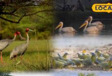 Keoladeo National Park Birds | Bharatpur Bird Watching Spots | Best Places for Birding Keoladeo | Nature Photography Bharatpur