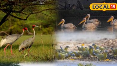 Keoladeo National Park Birds | Bharatpur Bird Watching Spots | Best Places for Birding Keoladeo | Nature Photography Bharatpur