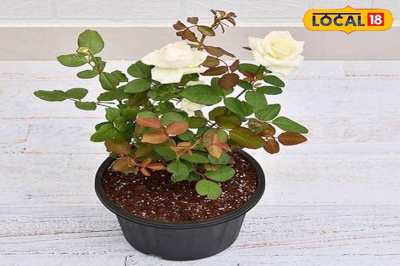 गार्डेनिंग टिप्स 