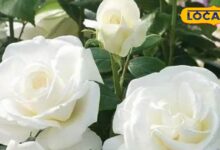 सर्दियों में अपने गार्डन में उगाएं सफेद गुलाब, कम देखरेख में पूरे साल महक उठेगी आपकी बगिया