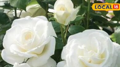 सर्दियों में अपने गार्डन में उगाएं सफेद गुलाब, कम देखरेख में पूरे साल महक उठेगी आपकी बगिया