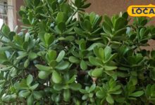क्रासुला मनी प्लांट: धन और समृद्धि लाने वाला शुभ पौधा | Crassula Money Plant for Prosperity & Positive Energy
