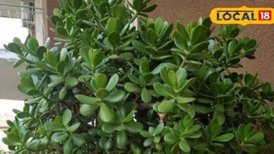 क्रासुला मनी प्लांट: धन और समृद्धि लाने वाला शुभ पौधा | Crassula Money Plant for Prosperity & Positive Energy