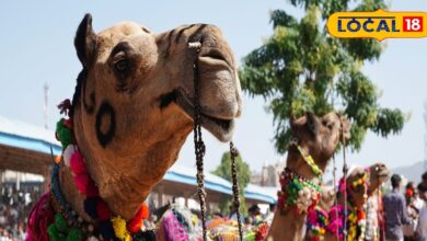 ऊंट पलकों के लिए अच्छी खबर, आकस्मिक मृत्यु पर मिलेंगे 10 लाख रुपए, फ्री होगा बीमा, जानिए पूरी प्रक्रिया 