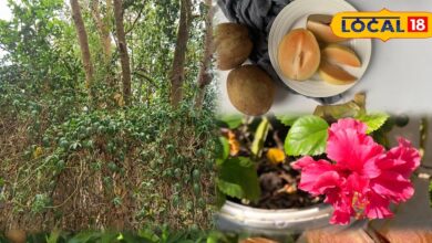 Gardening Tips: चीकू के छिलकों से पौधों में आती है नई जान | Benefits of Chikoo Peels for Plants