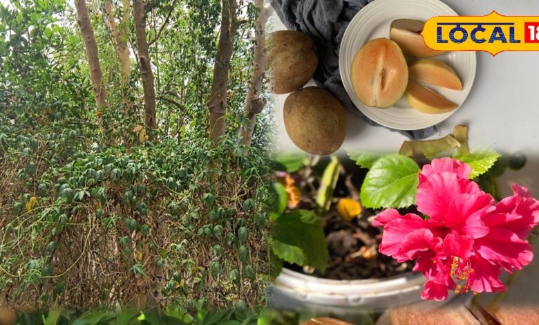 Gardening Tips: चीकू के छिलकों से पौधों में आती है नई जान | Benefits of Chikoo Peels for Plants