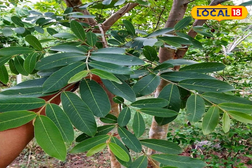 हेल्थ टिप्स 