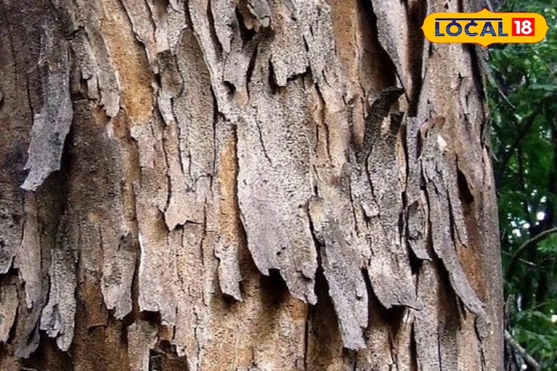 हेल्थ टिप्स 