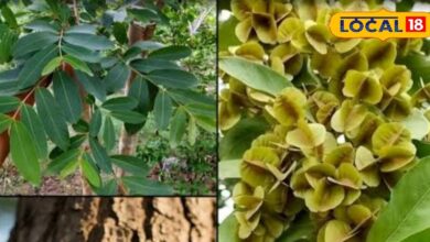 हेल्थ टिप्स: दिल का रक्षक है इस पेड़ की छाल, कोलेस्ट्रॉल और हाई बीपी में भी बेहद फायदेमंद, जानें सही सेवन विधि - Rajasthan News