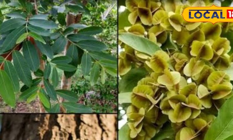 हेल्थ टिप्स: दिल का रक्षक है इस पेड़ की छाल, कोलेस्ट्रॉल और हाई बीपी में भी बेहद फायदेमंद, जानें सही सेवन विधि - Rajasthan News