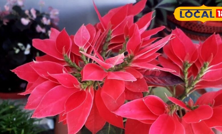 पॉइन्सेटिया: सर्दियों में घर की सजावट का इनडोर स्टार | Poinsettia: Winter’s Indoor Plant Star.