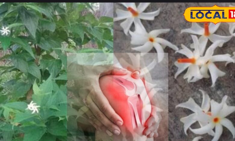 घुटनों के दर्द का देसी इलाज . Harshringar Mirchi Leaves Kadha for Knee Pain Relief.