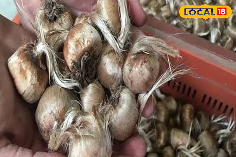 केसर की खेती 