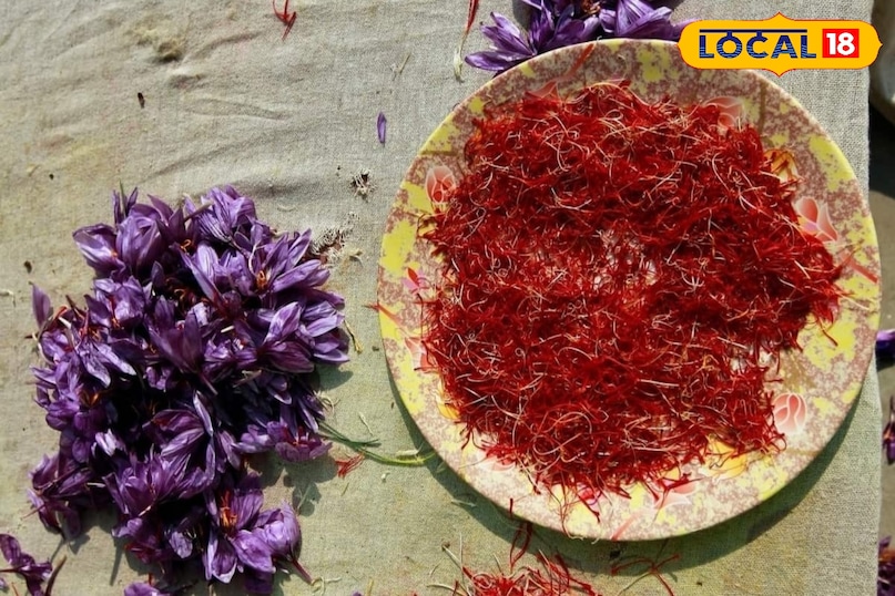 केसर की खेती 