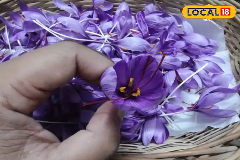 केसर की खेती 