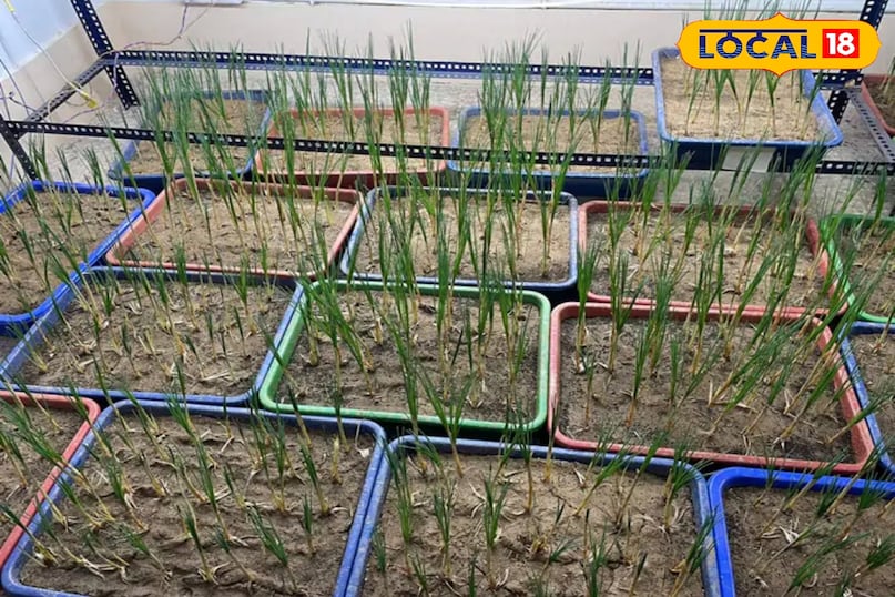 केसर की खेती 