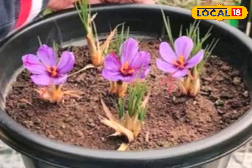 केसर की खेती 