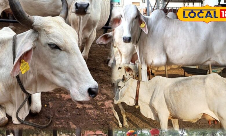 पशुपालन का शुरू कर रहें हैं बिजनेस, दूध देने वाली इस नस्ल का जरूर करें पालन