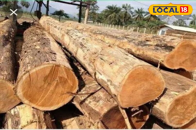 शीशम शीशम अत्यंत कठोर, भारी और घनी लकड़ी है जो मुड़ने या टूटने का प्रतिरोध करती है। इसकी प्राकृतिक ताकत इसे लंबे समय तक चलने वाले फर्नीचर के लिए आदर्श बनाती है। इसमें सुन्दर, लहरदार धारियाँ और समृद्ध सुनहरे-भूरे रंग की बनावट होती है। यह पॉलिश को बहुत अच्छी तरह से सोख लेती है और समय के साथ और निखरती है।