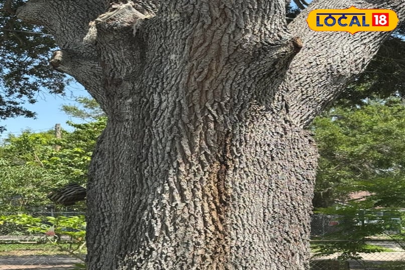 ओक ओक दो प्रकार का होता है रेड ओक और व्हाइट ओक। व्हाइट ओक विशेष रूप से टिकाऊ माना जाता है क्योंकि इसमें टैनिन की मात्रा अधिक होती है जो इसे नमी और कीड़ों से बचाता है। ओक लकड़ी मजबूत, भारी और लम्बे समय तक चलने वाली होती है। इसमें एक स्पष्ट, सीधा दाना और मजबूत बनावट होती है। यह भारी फर्नीचर, जैसे पारिवारिक बेड, के लिए पारंपरिक पसंद रही है।