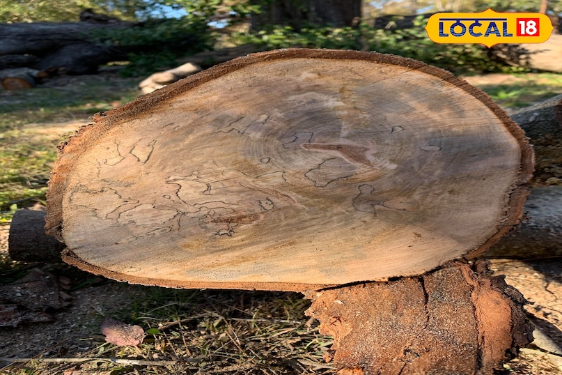 मेपल मेपल लकड़ी अविश्वसनीय रूप से कठोर और खरोंच-प्रतिरोधी है। इसकी मजबूती के कारण इसका उपयोग अक्सर जिम के फर्श और बॉलिंग एल में किया जाता है। इसका रंग हल्का क्रीम से लेकर लालिमा लिए हुए सफेद होता है जिसमें एक सौम्य, सूक्ष्म दाना होता है। यह पेंट और स्टेन को अच्छी तरह से लेती है।