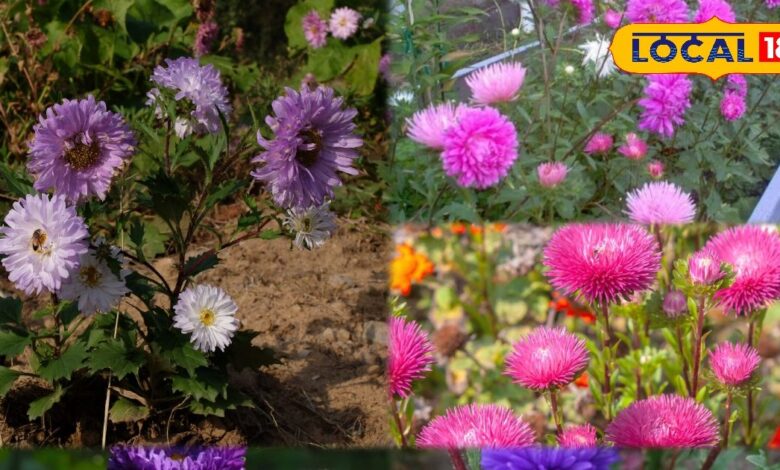 गार्डनिंग टिप्स: अपने किचन गार्डन को रंगीन बनाएं, चाइना एस्टर से सजाएं बालकनी और घर!