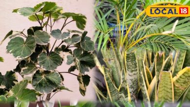 गार्डनिंग टिप्स: महंगे एयर प्यूरीफायर को भूल जाइए! घर में लगाएं ये खास जादुई पौधे, मिलेगी शुद्ध हवा