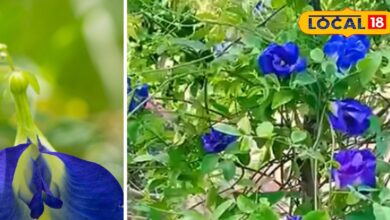 | Gardening Tips | - News18 हिंदी