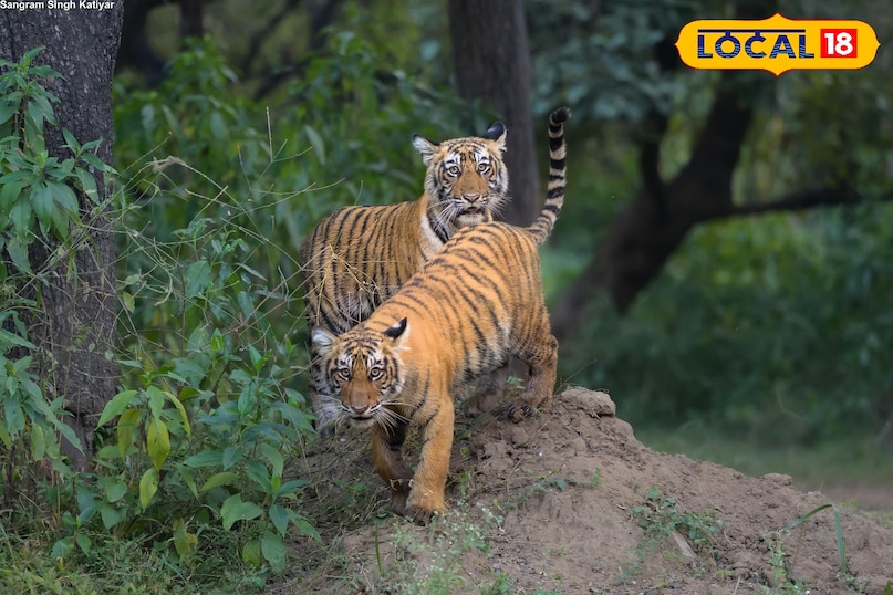 सरिस्का टाइगर रिजर्व में तीन शावको के साथ नजर आई टाइग्रेस 