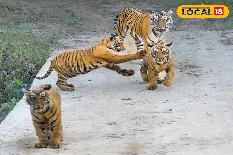 सरिस्का टाइगर रिजर्व