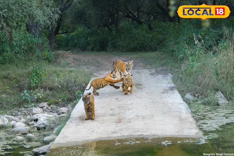 टहला रेंज में बाघों का कुनबा हुआ मजबूत