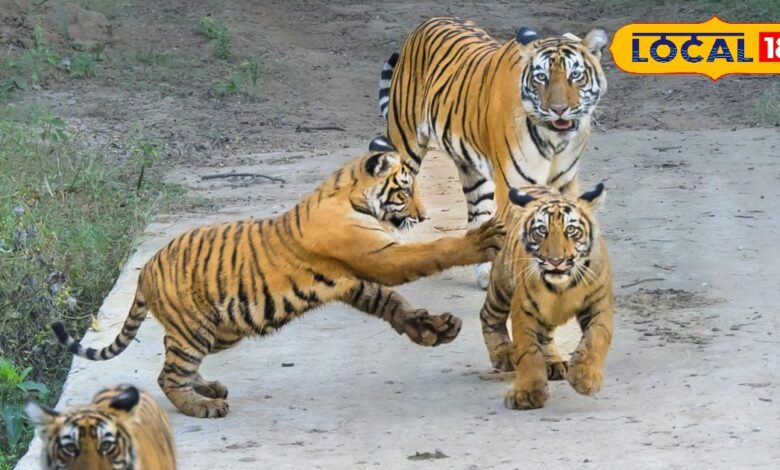 Sariska Tigress ST-30 | Sariska Tiger Reserve News | ST-30 Cubs Update | Tehla Range Tiger Population | Rajasthan Wildlife News