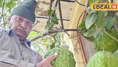 3 किलो का चीन वाला बिजौरा नींबू राजस्थान में पहली बार . 3 KG Chinese Bijora Lemon in Rajasthan Desert.