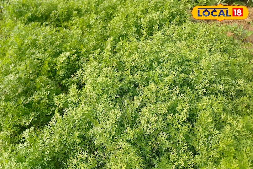 सर्दियों की सब्ज़ियों की धूम—चने का साग. बथुआ और गाजर गजरा की बढ़ी मांग.