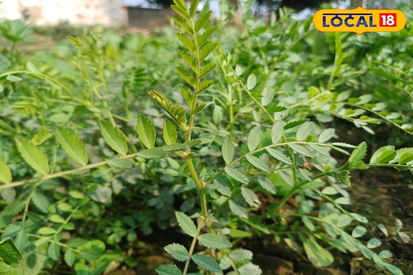 सर्दियों की सब्ज़ियों की धूम—चने का साग. बथुआ और गाजर गजरा की बढ़ी मांग.