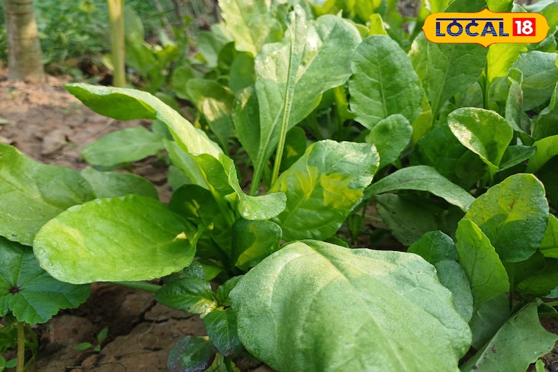 सर्दियों की सब्ज़ियों की धूम—चने का साग. बथुआ और गाजर गजरा की बढ़ी मांग.