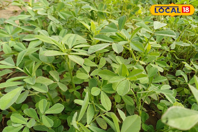 सर्दियों की सब्ज़ियों की धूम—चने का साग. बथुआ और गाजर गजरा की बढ़ी मांग.