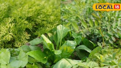 Bharatpur Winter Vegetables Demand. चने का साग. बथुआ और गाजर की बढ़ी मांग . Bharatpur Mandi News.